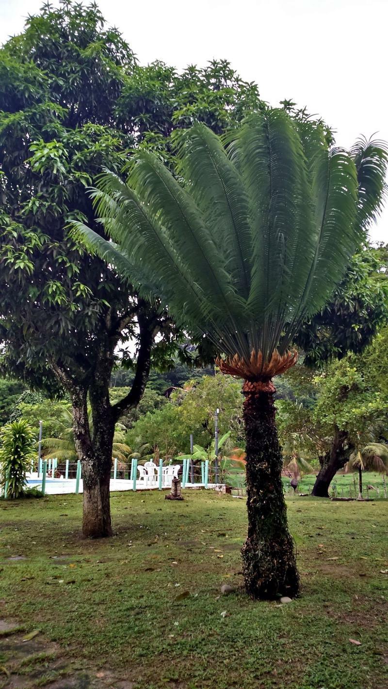 Pousada Sitio Paraiso Itacaré Exteriér fotografie
